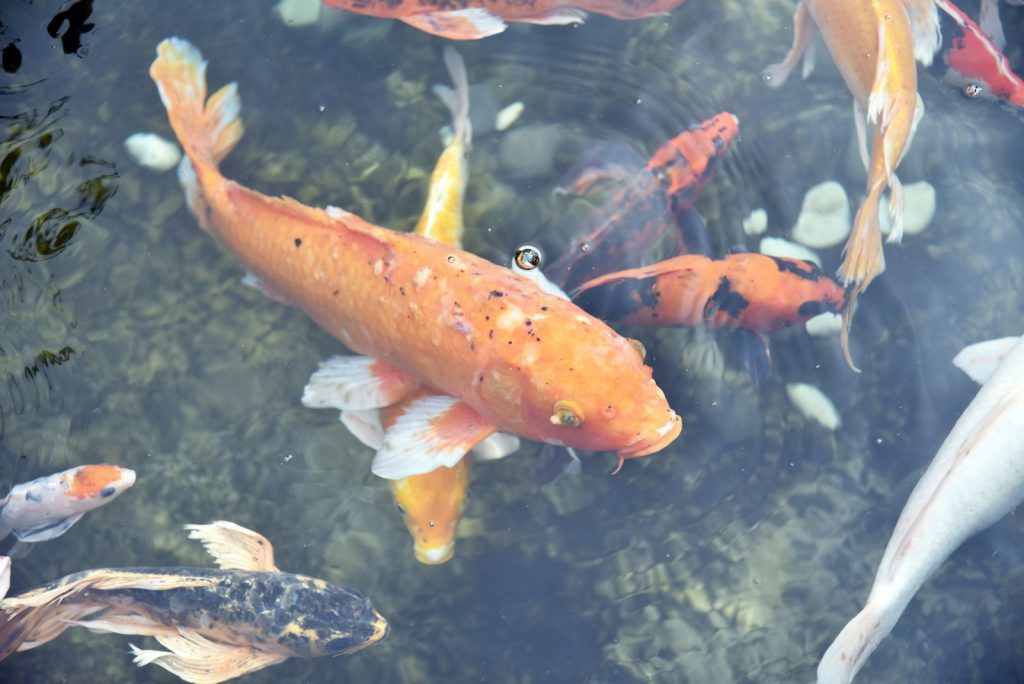 parc aquatique pour les enfants