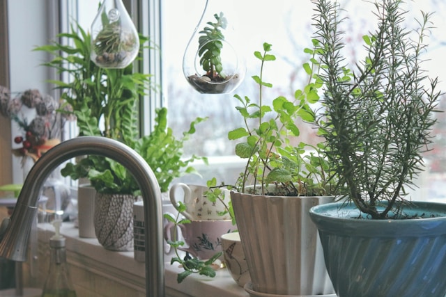 entretien des plantes
