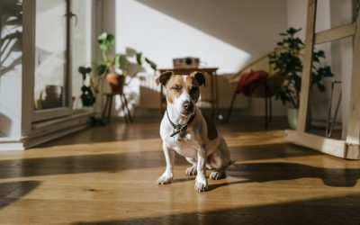 a brown and white dog sitting on top of a hard wood floor