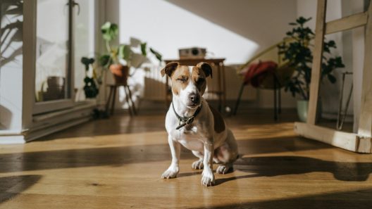 a brown and white dog sitting on top of a hard wood floor